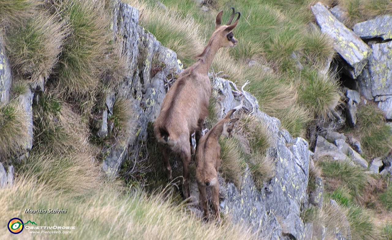 46 Mamma camoscio e figlioletto....JPG